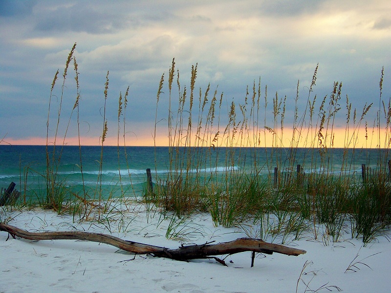 pulver dollar her Florida Coasts - Seeking Nature Near Florida's Coastline